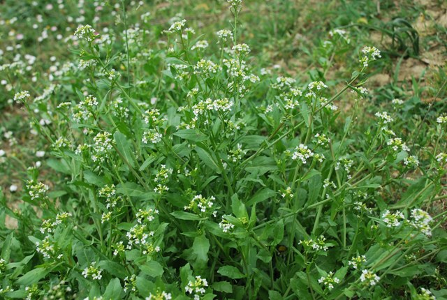 Brassicacea - Calepina irregularis